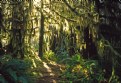 Picture Title - Backlit Moss