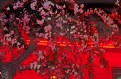 Picture Title - cherry Blossoms with Neon