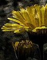 Picture Title - Calendula