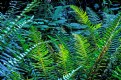 Picture Title - Backlit Ferns