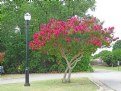 Picture Title - Crepe Myrtle