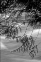 Picture Title - Cedar Branches