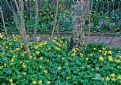 Picture Title - Yellow Flowers at Deepwood