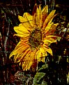 Picture Title - Sunflower