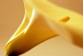 Picture Title - Golden Calla Lily