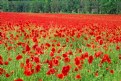 Picture Title - Poppies & Tree Line