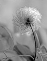 Picture Title - Clematis Seed Pod