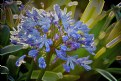 Picture Title - Blue Flowers