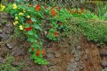 Picture Title - Nasturtiums on Wall