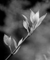 Picture Title - New Leaves B&W