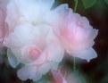 Picture Title - Softest Pink Roses