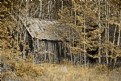 Picture Title - Cabin in the Wood