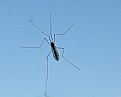 Picture Title - CRANE FLY