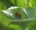 Picture Title - MILK WEED BEETLE