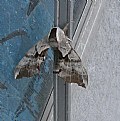 Picture Title - CERISY SPHINX MOTH