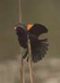 Picture Title - Red-wing Blackbird