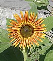 Picture Title - ORANGE SUNFLOWER