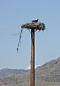 Picture Title - OSPREY NEST