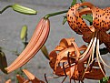 Picture Title - TIGER LILY