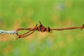 Picture Title - Barbed Wire