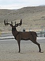 Picture Title - IRON DEER