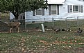 Picture Title - DEER AND TURKEY