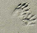 Picture Title - RIVER OTTER TRACKS