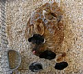 Picture Title - CHICKEN WITH CHICKS