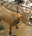 Picture Title - MALE GOAT