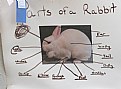 Picture Title - PARTS OF A RABBIT