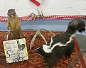 Picture Title - TAXIDERMY