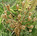 Picture Title - LILY SEEDHEAD