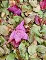 Picture Title - Leaves on Ground