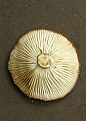 Picture Title - MUSHROOM GILLS