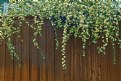 Picture Title - Flowers Over Fence