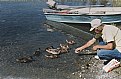 Picture Title - DUCK FEED