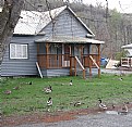 Picture Title - MALLARDS ON LAWN