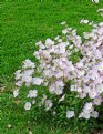 Picture Title - Pink Prairie Primroses