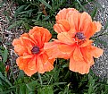 Picture Title - POPPY