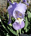 Picture Title - IRIS