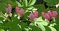 Picture Title - BLEEDING HEARTS