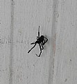 Picture Title - BLACK WIDOW SPIDER