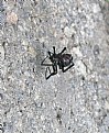 Picture Title - BLACK WIDOW SPIDER