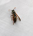 Picture Title - POLISTES