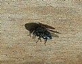 Picture Title - BLUE BOT FLY