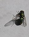 Picture Title - GREEN BOT FLY
