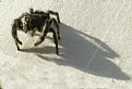 Picture Title - SPIDER SHADOW