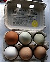 Picture Title - HALF DOZEN EGGS