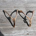 Picture Title - WISHBONE