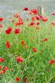 Picture Title - Poppies and Post